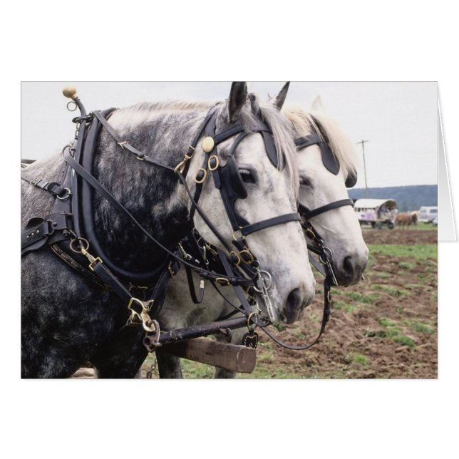 Cartão Percheron Tandem (Frente Horizontal)