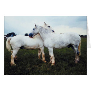 Cartão Percherons Cultivando Um Ao Outro