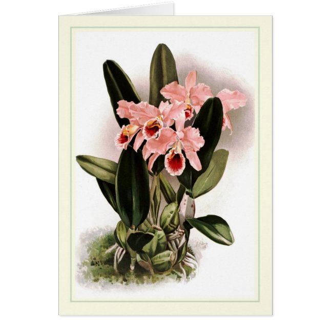 Cartão Percivaliana de Cattleya (Frente)