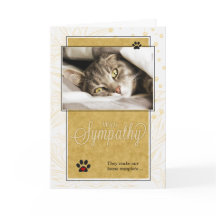 Perda Amarela e Preta de Simpatia Pet Gato