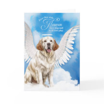 Perda de Cachorro Espanhol Simpatia Pet