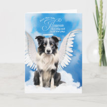 Perda de um cachorro Border Collie Anjo Pet Condol