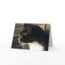 Perda de um gato Pet