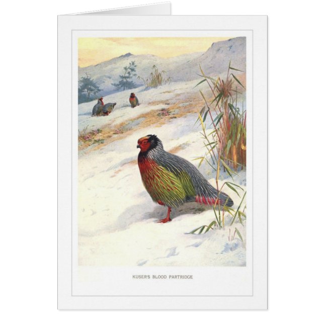 Cartão Perdiz do sangue de Kuser; (Frente)