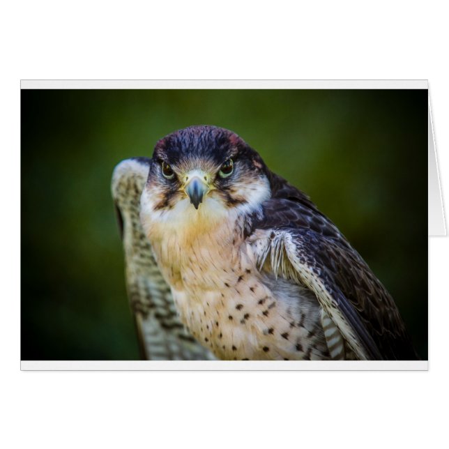 Cartão Peregrine Falcon (Frente Horizontal)