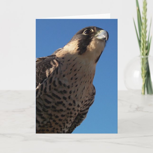 Cartão Peregrine Falcon (Frente)