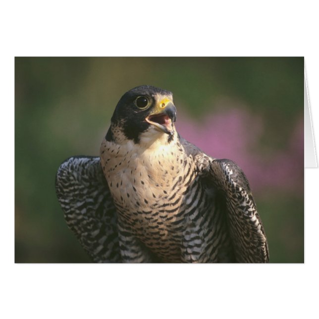 Cartão Peregrine Falcon (Frente Horizontal)