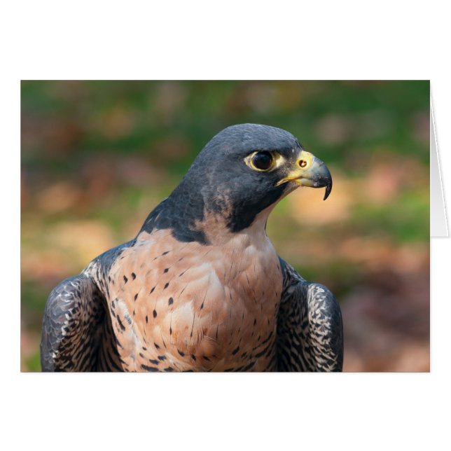 Cartão Peregrine Falcon (Frente horizontal)