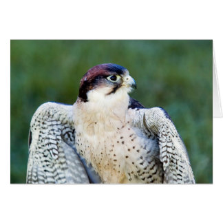 Cartão Peregrine Falcon
