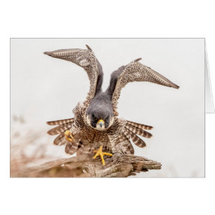 Cartão Peregrine Falcon