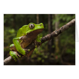 Cartão Perereca gigante Phyllomedusa bicolor)