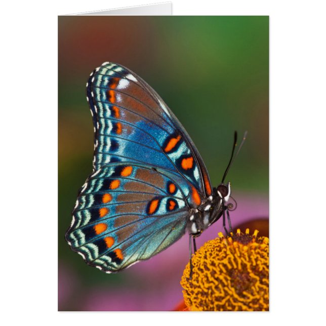 Cartão Perfil de borboleta em uma flor (Frente)