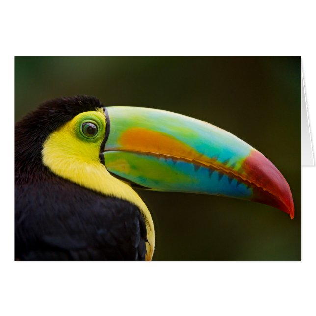 Cartão Perfil de um Toucan Quilha-faturado (Frente Horizontal)