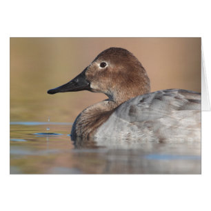 Cartão Perfil do pato de Canvasback feminino