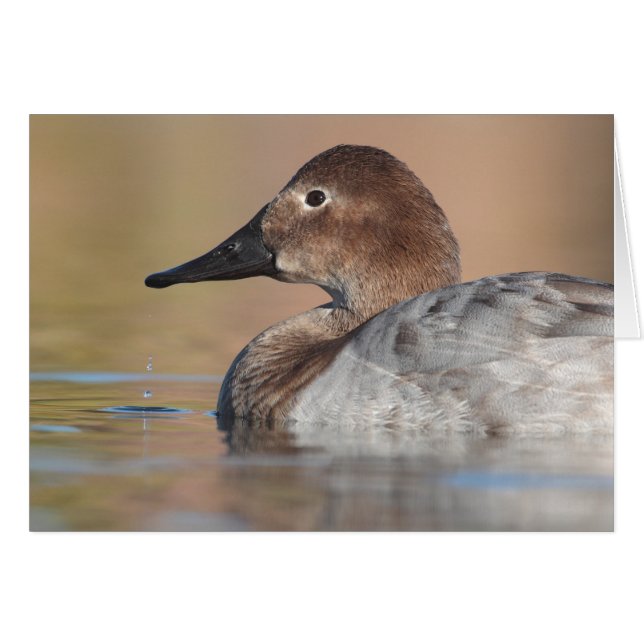 Cartão Perfil do pato de Canvasback feminino (Frente Horizontal)
