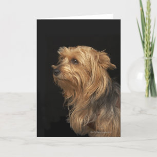 Cartão Perfil esquerdo do Yorkie preto e castanho em pret