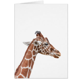 Cartão perfil Giraffe