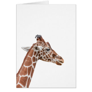 Cartão perfil Giraffe