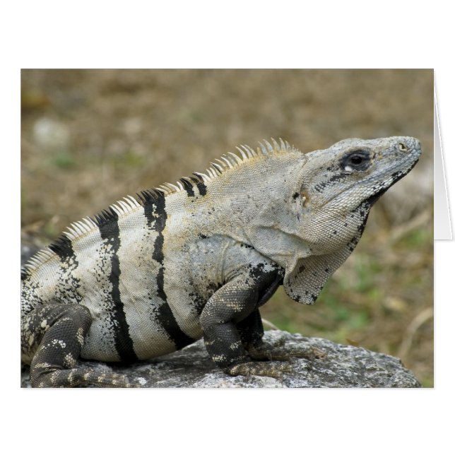 Cartão Perfil Iguana (Frente horizontal)