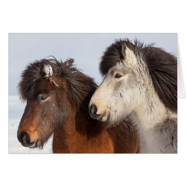 Cartão Perfil islandês dos cavalos, Islândia (Frente Horizontal)