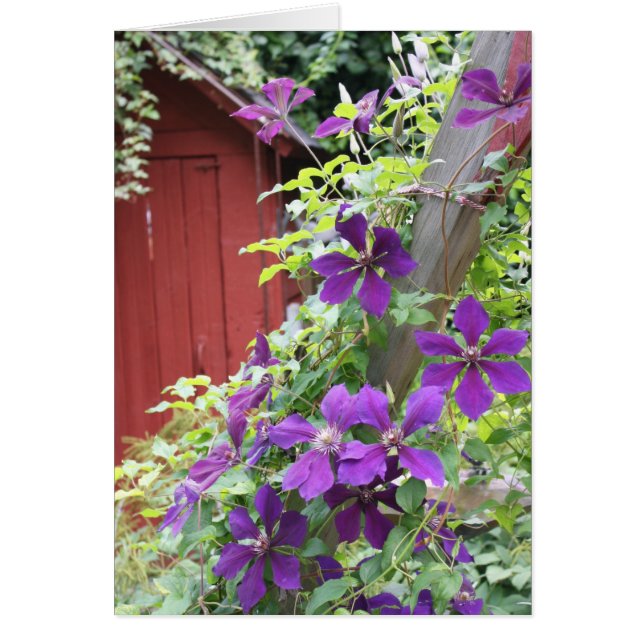 Cartão Perigo de Verão Roxo (Frente)