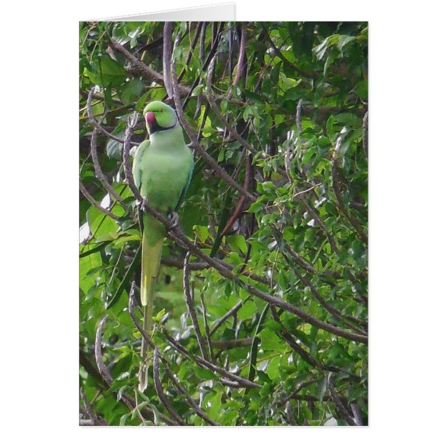 Cartão Periquito Ringneck (Frente)