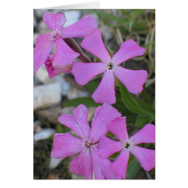 Cartão Periwinkle (Frente)