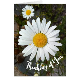 Cartão Perky White Daisy Flower Thinking of You Card
