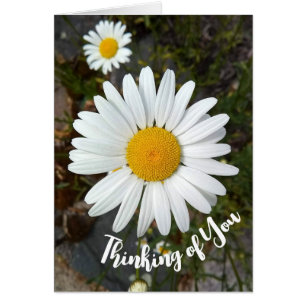 Cartão Perky White Daisy Flower Thinking of You Card