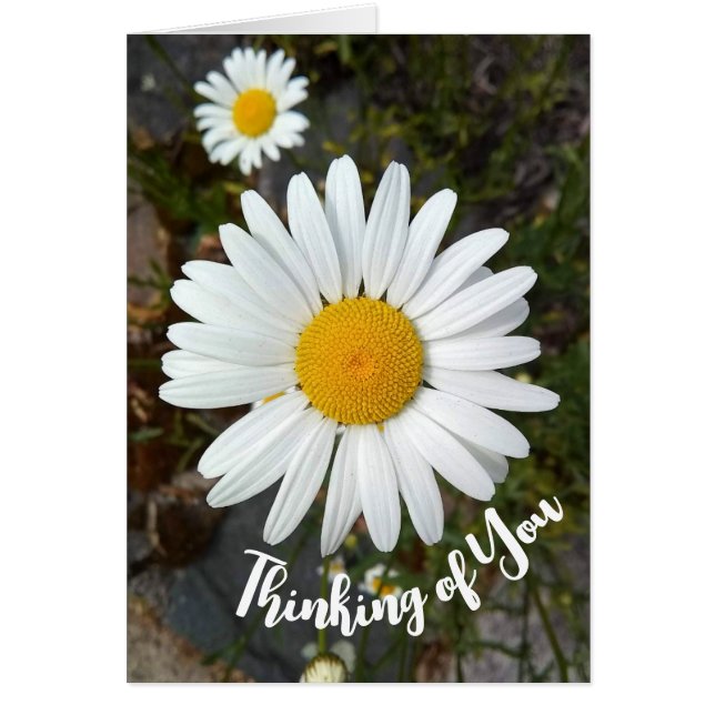 Cartão Perky White Daisy Flower Thinking of You Card (Frente)