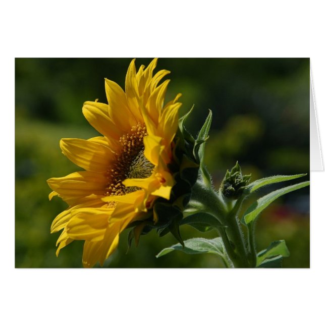 Cartão Pérolas de Sunflower Amarelo pólen (Frente Horizontal)