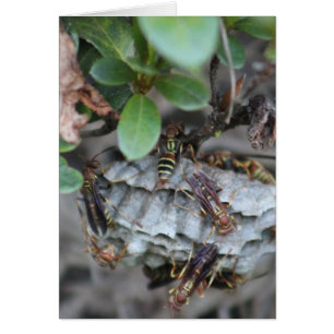 Cartão Perseguidor Jackers