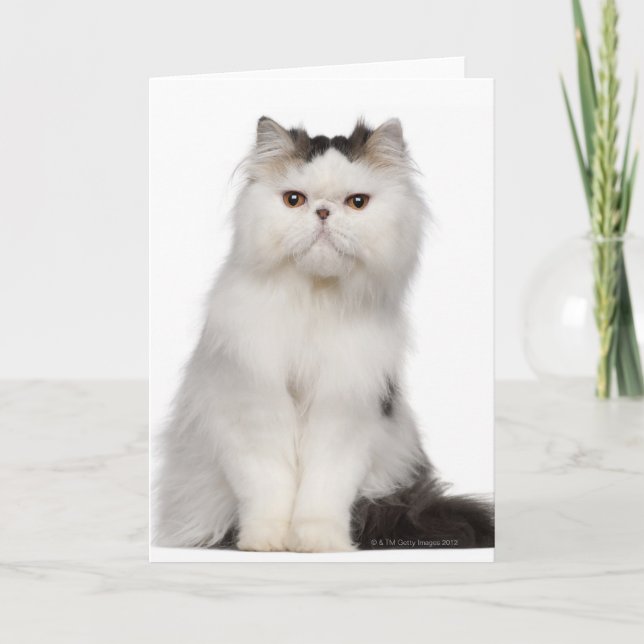 Cartão Persian (10 months old) sitting (Frente)