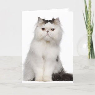 Cartão Persian (10 months old) sitting
