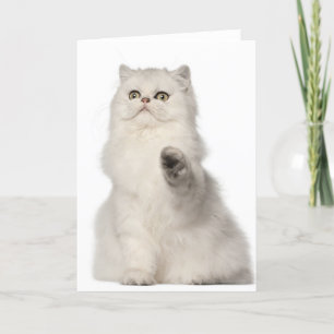 Cartão Persian cat sitting