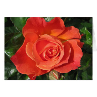 Cartão Persimmon Rosa