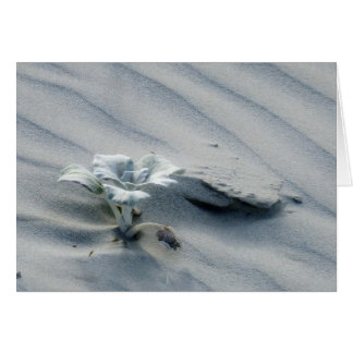 Cartão Persistência