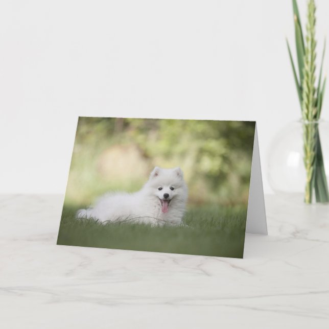 Cartão Personalizado de Cão Pomerano Branco (Frente)
