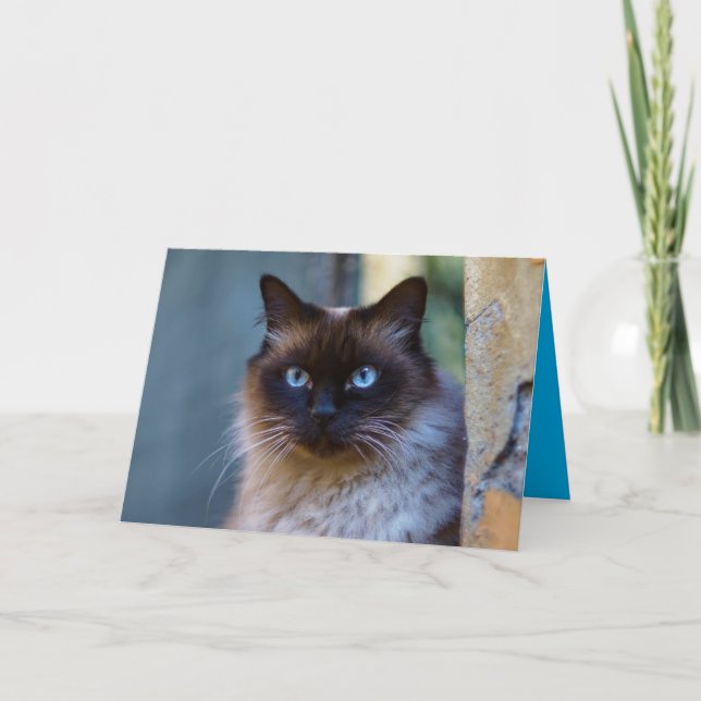 Cartão Personalizável de Gatinho Siamês Fofo (Frente)