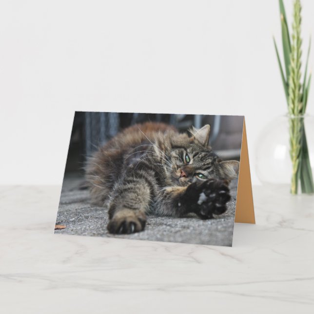 Cartão Personalizável de Gato Maine Coon (Frente)