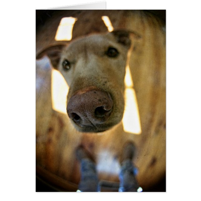 Cartão Personalizável de Nose Canina (Frente)