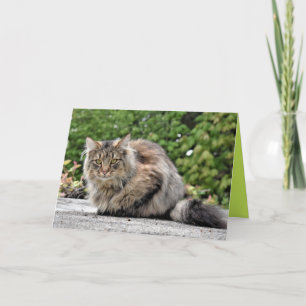 Cartão Personalizável Gato Gatito Maine Coon Fofo