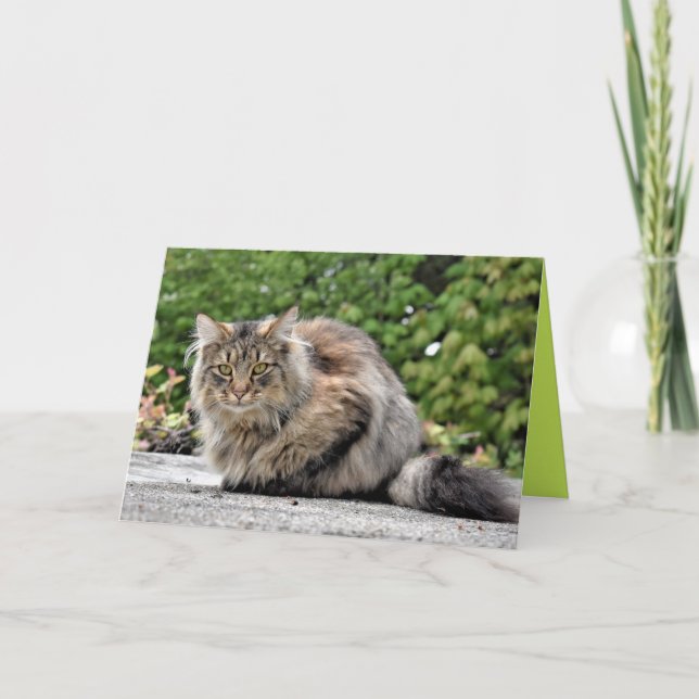 Cartão Personalizável Gato Gato Gato de Maine Coon (Frente)