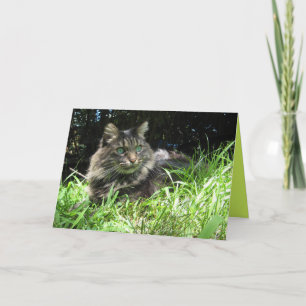 Cartão Personalizável Gato Gato Gato de Maine Coon