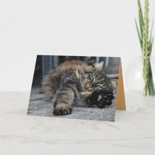 Cartão Personalizável Gato Gato Gato de Maine Coon