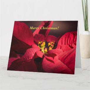 Cartão Personalize a poinsettia vermelha de Natal em flor