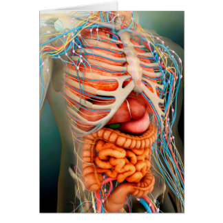 Cartão Perspectiva Do Corpo Humano, Órgãos Inteiros