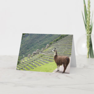 Cartão peruvian llama