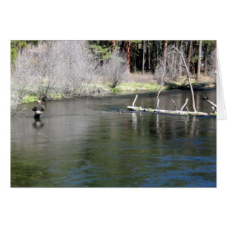 Cartão Pesca com mosca no Metolius