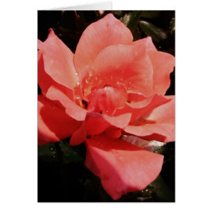 Cartão pêssego cor-de-rosa e dewdrops